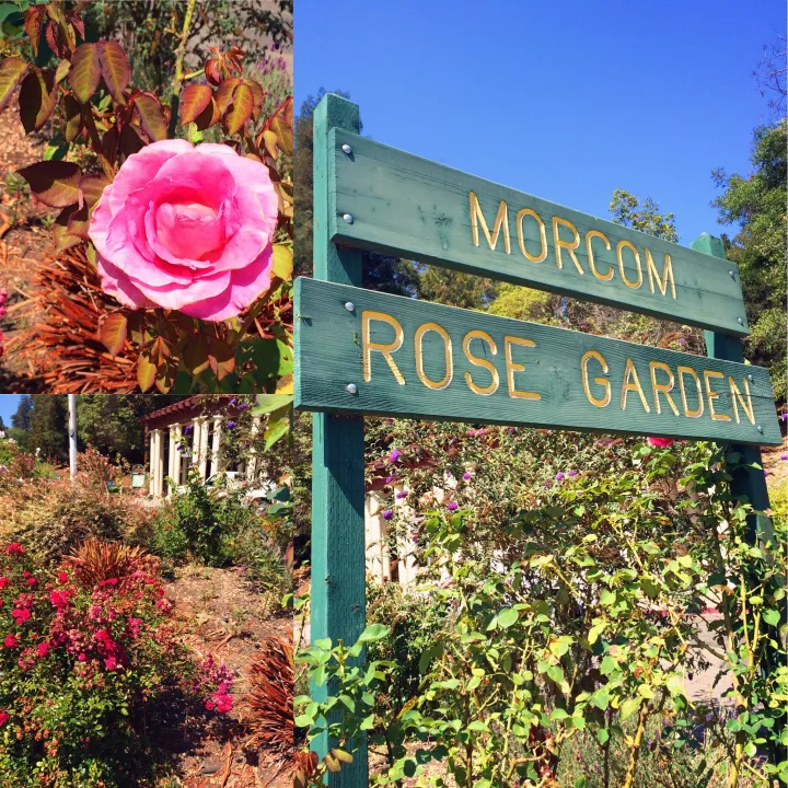 Project 365: Days 237-258